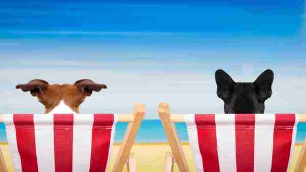 Wann ist die optimale Reisezeit mit Hund in Spanien? 7 Beste Reisezeit mit Hund in Spanien: Sommer mit Hund in Spanien.