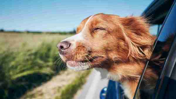 Wann ist die optimale Reisezeit mit Hund in Spanien? 1 Beste Reisezeit mit Hund in Spanien: Sommer mit Hund in Spanien.