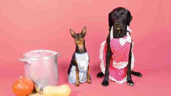 Wann ist die optimale Reisezeit mit Hund in Spanien? 5 Hunde mit Leishmaniose brauchen purinarme Ernährung.