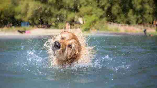 Wann ist die optimale Reisezeit mit Hund in Spanien? 3 Beste Reisezeit mit Hund in Spanien: Sommer mit Hund in Spanien.