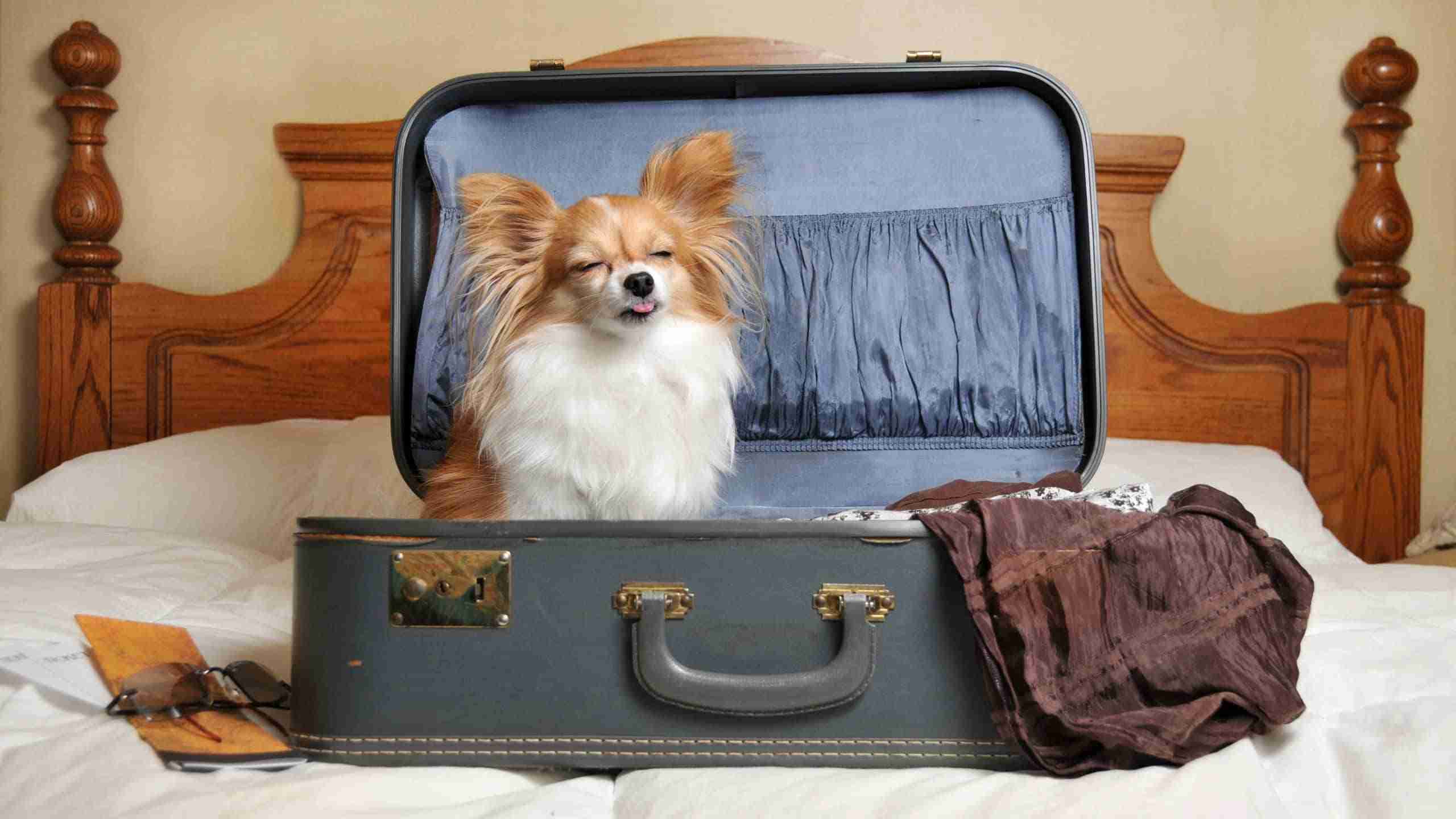 Viajar con perro: el perro del mundo tiene su propio equipaje