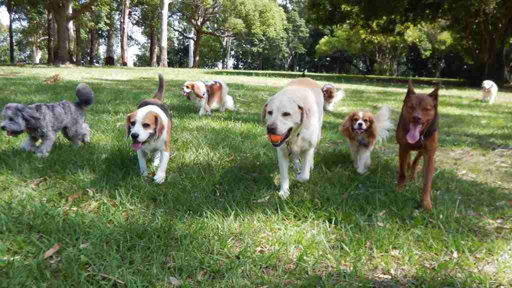 Hundepark in Malaga, Hundeparks in Sevilla, Hundeparks Spanien