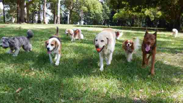 Hundepark in Malaga, Hundeparks in Sevilla, Hundeparks Spanien