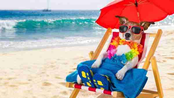 Abenteuer in der Sonne: Ratgeber für stressfreies Reisen mit Hund 1 Mit Hund reisen