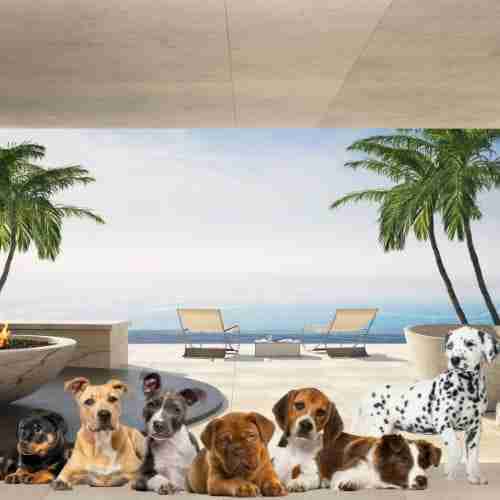 Hundefreundliche-Ferienhäuser-Spanien