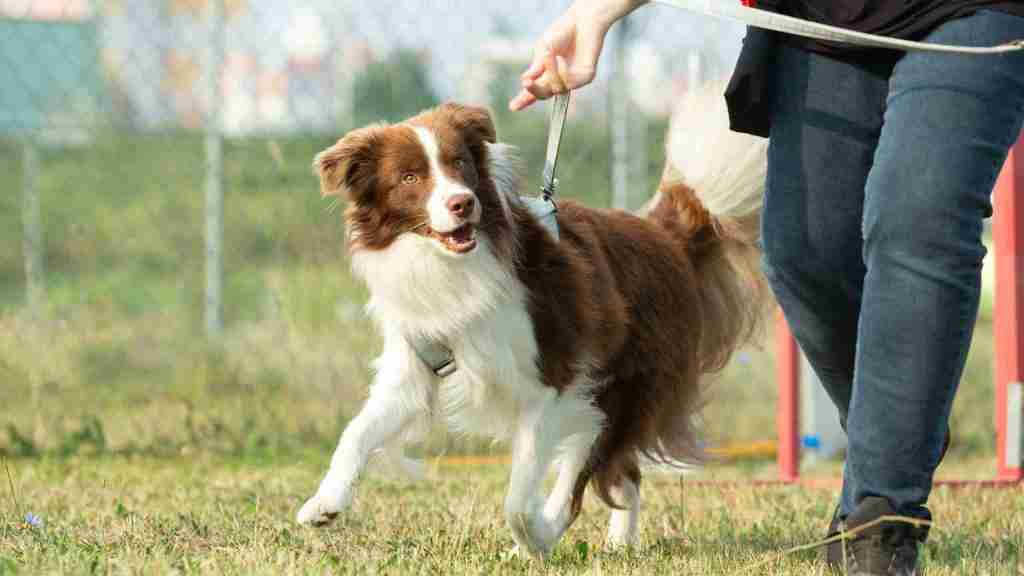 Hund beim Training