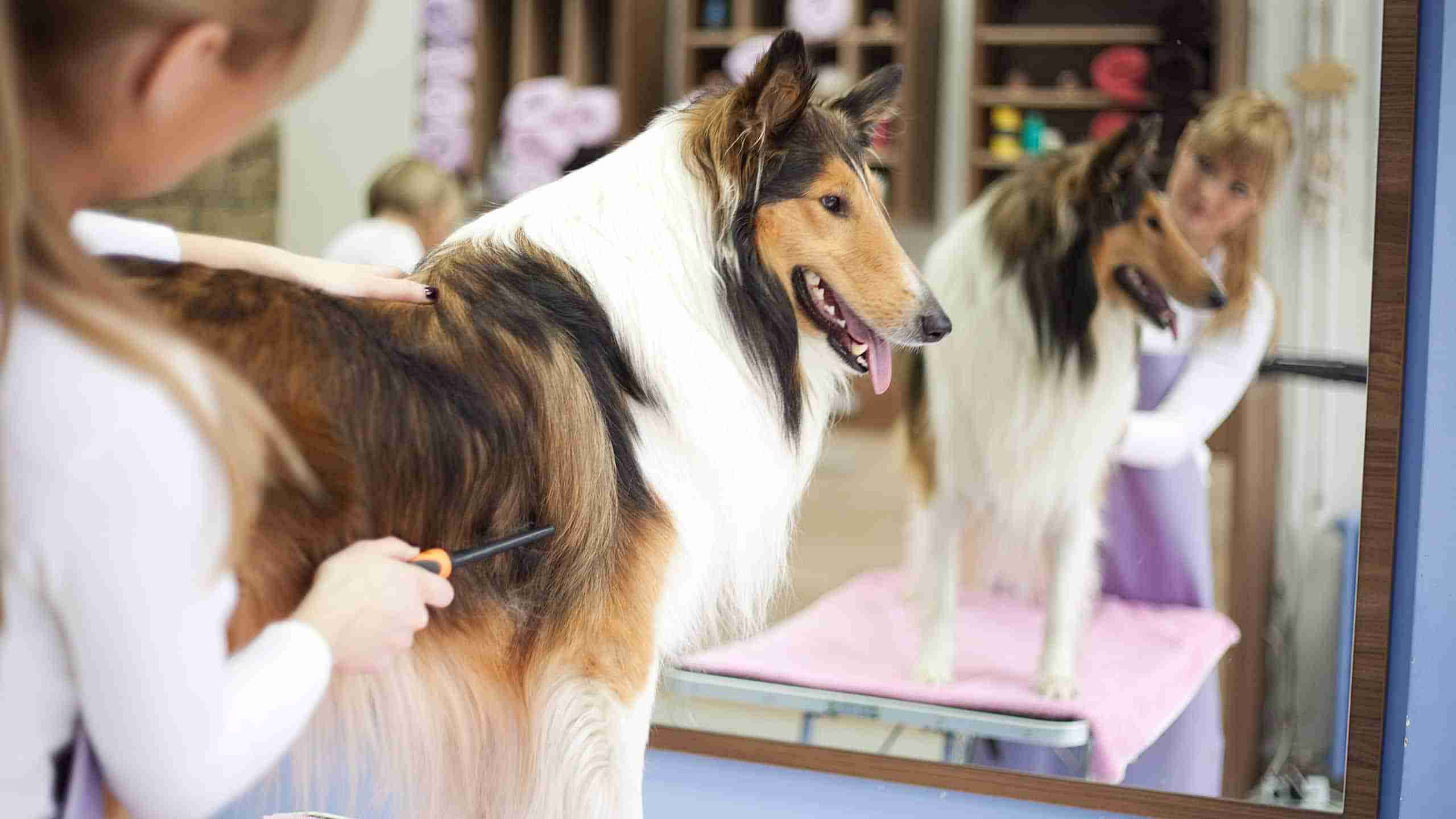 Hund beim Friseur