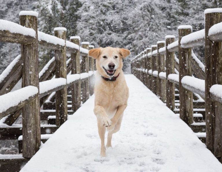 HundepensionHolland 768x597