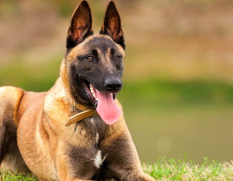 HundeschuleSchweiz 768x597