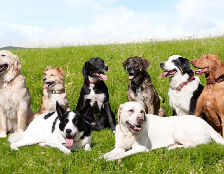 HundeschuleSpanien 768x597