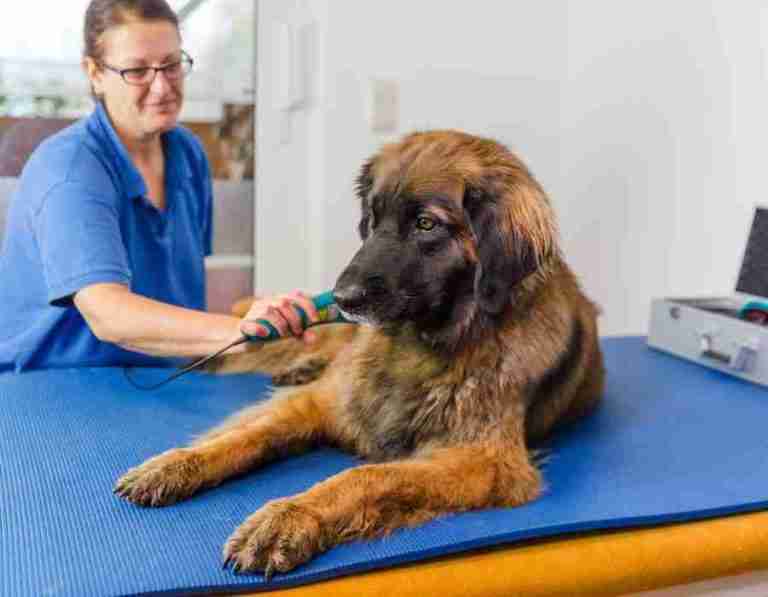 HundphysioChiropraktikTschechien 768x597
