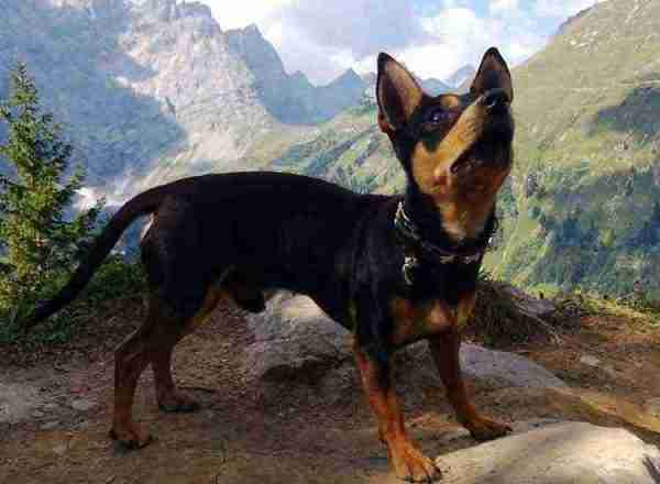 Hund vor Alpenpanorama