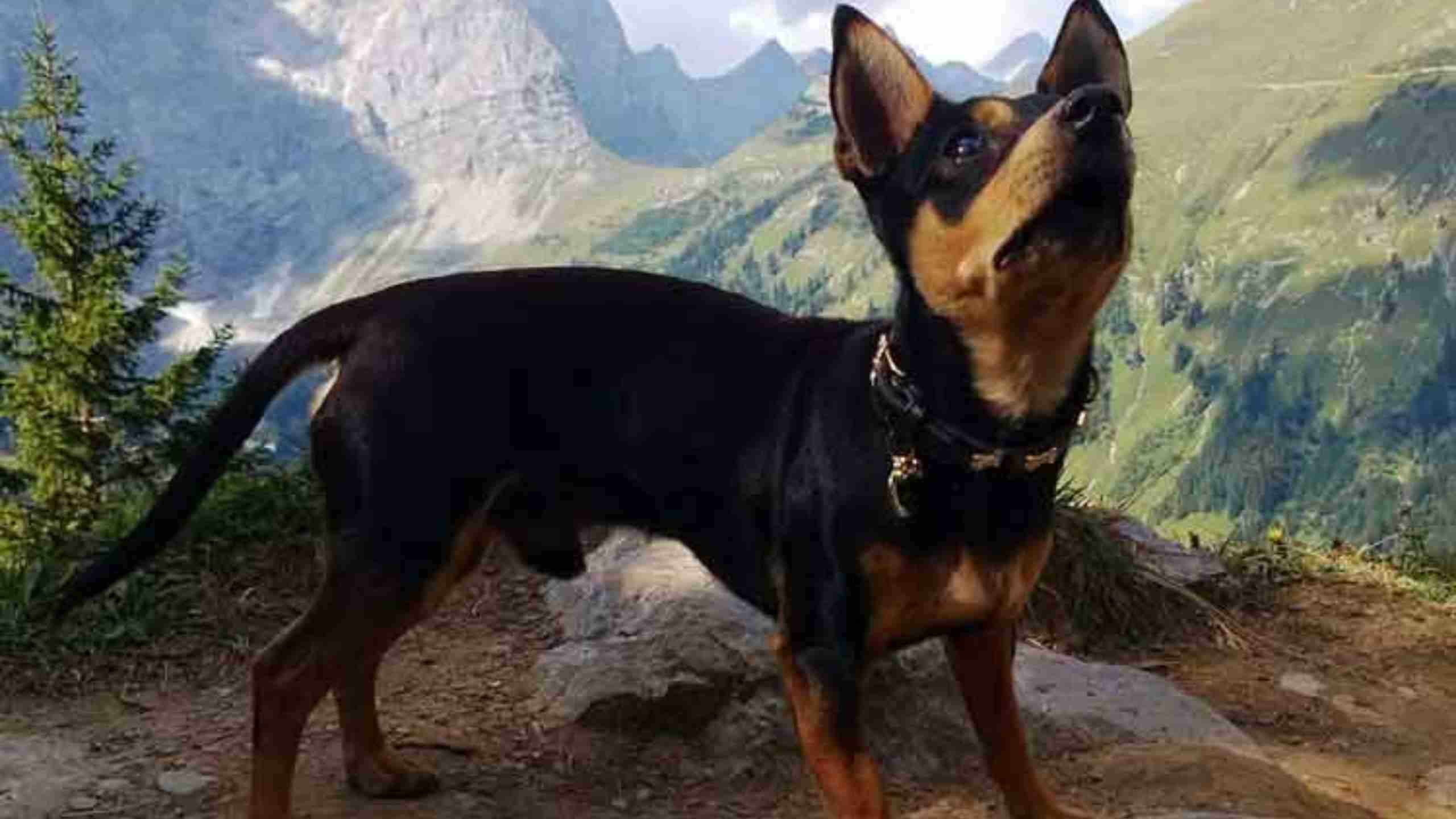 Vacation with a dog in Germany