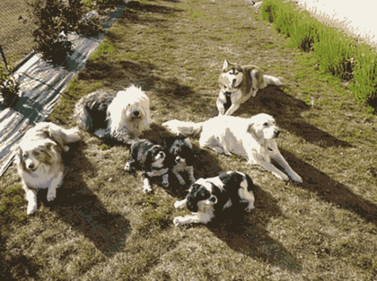 dogland1 768x572