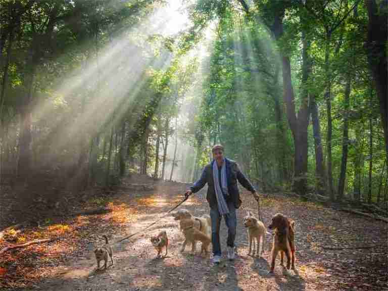 hundetrainer stefan thal berlin 2