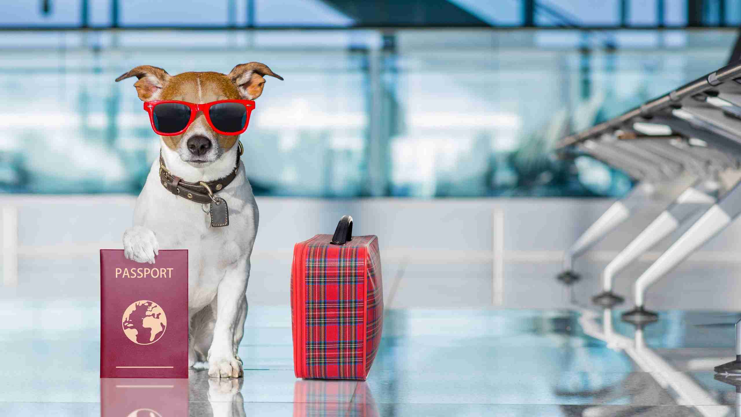 Hund mit Koffer am Flughafen