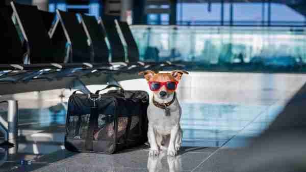 Perro con maletas en el aeropuerto