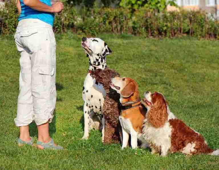 HundeschuleIrland 768x597