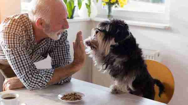 Hundefreundliche Seniorenresidenzen 3 Hund und Mann