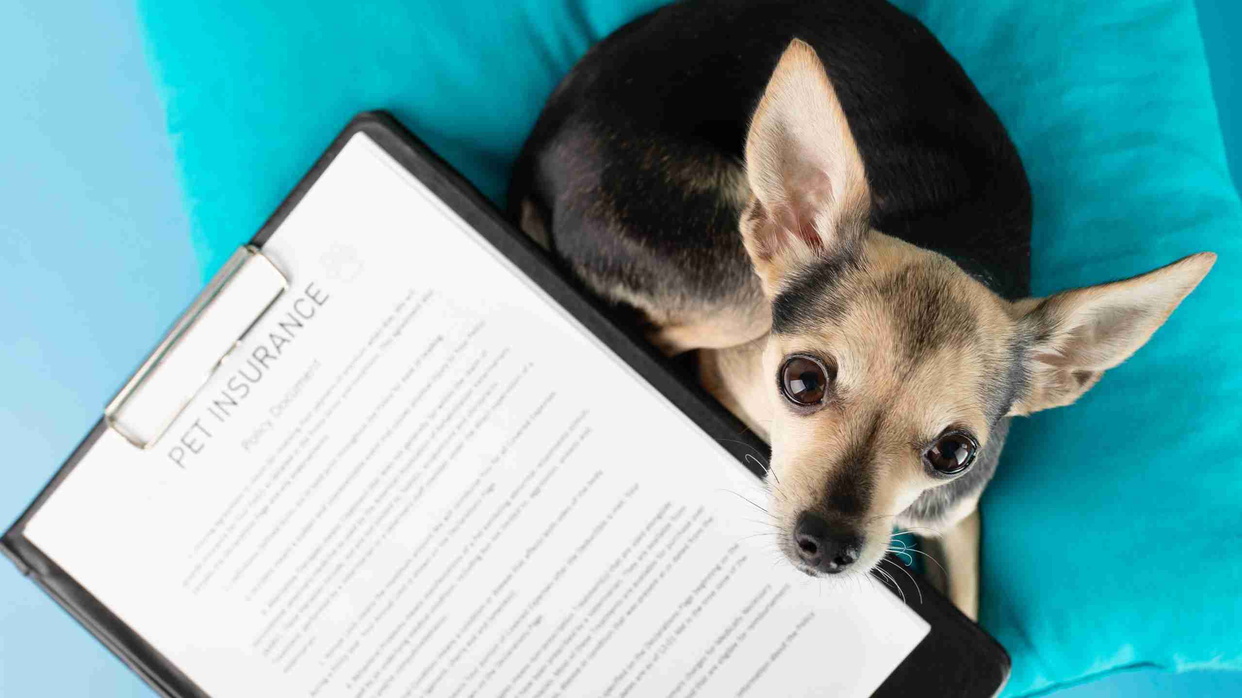 Insurance for dogs
