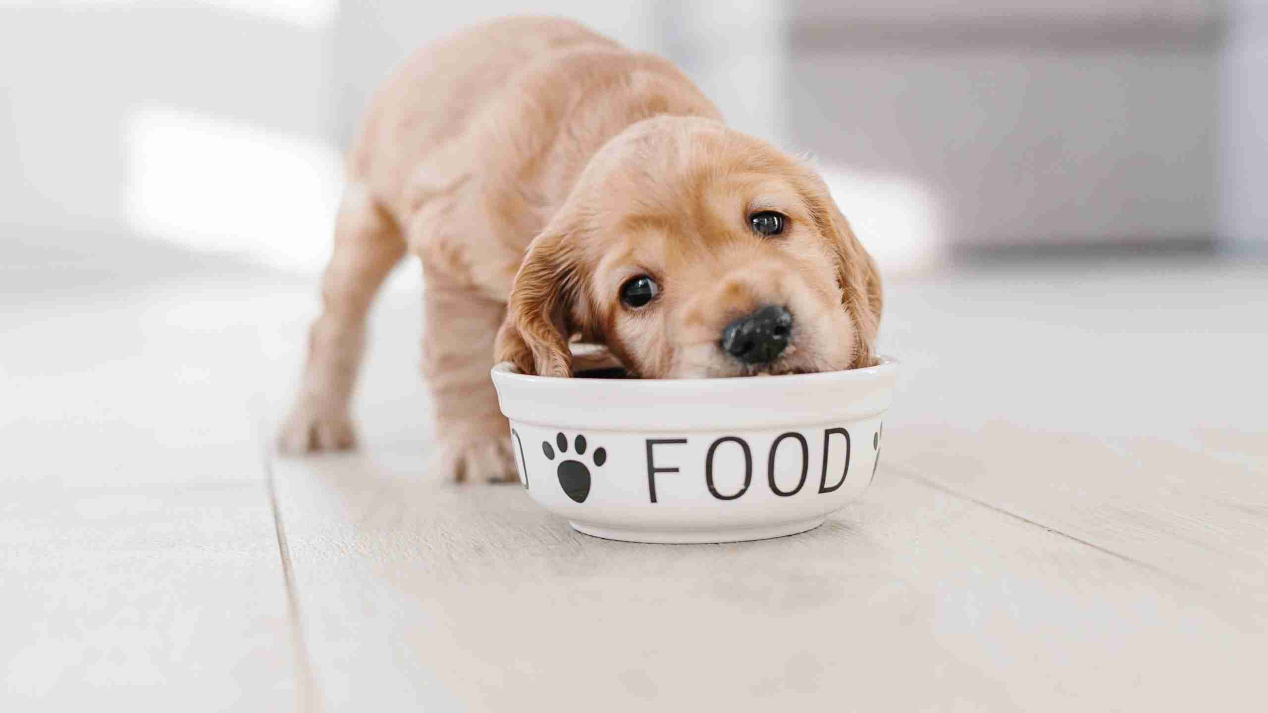 Das richtige Hundefutter