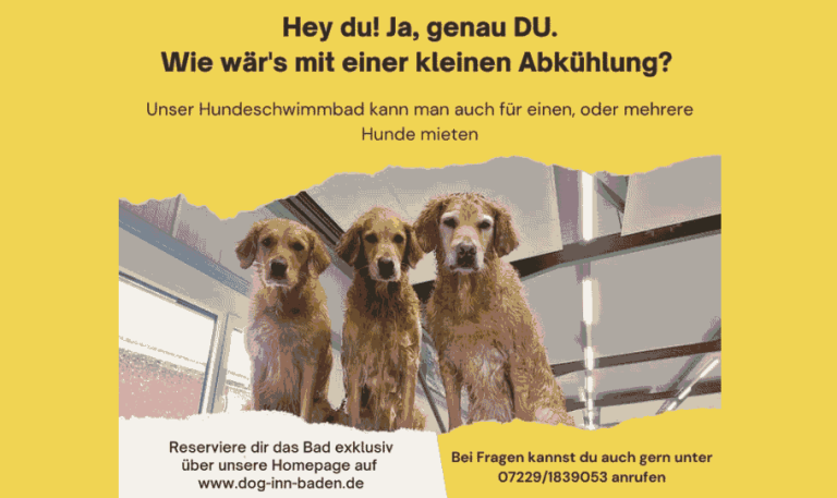 dog1 1 768x457