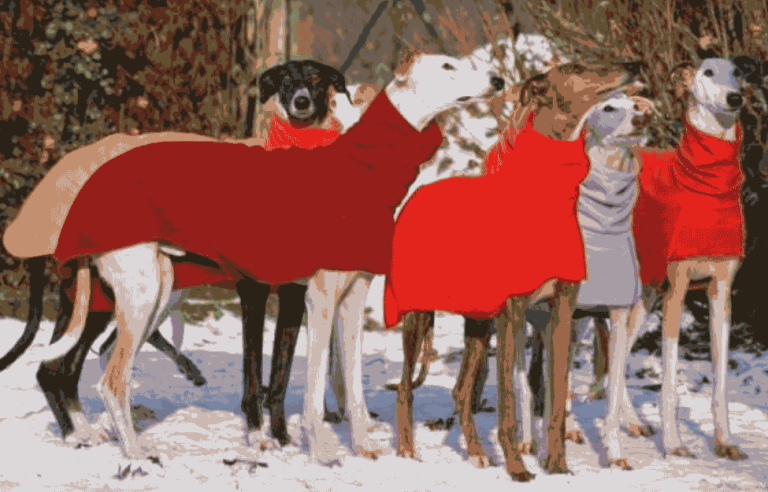 galgo1 768x492