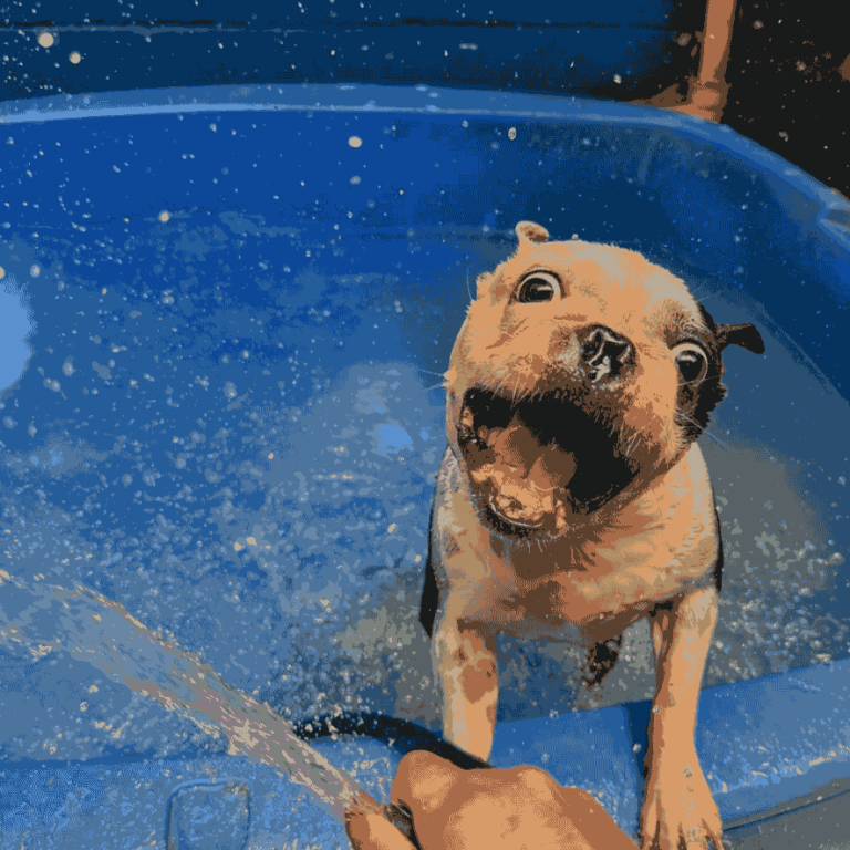 dog1 768x768