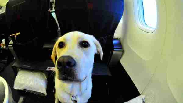 Italien: Große Hunde dürfen in die Flugzeugkabine! 1 Große Hunde dürfen mit in die Flugzeugkabine!