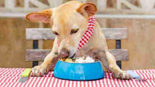 Hund frisst Futter