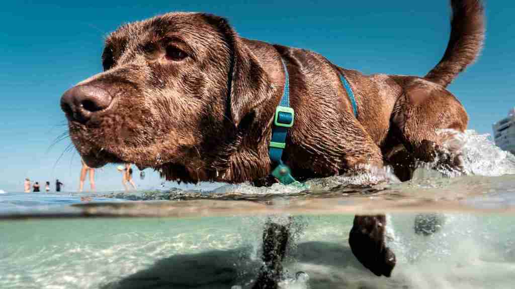 Perro jugando en el agua