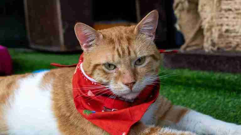 PetshelterMosambik 1 768x432