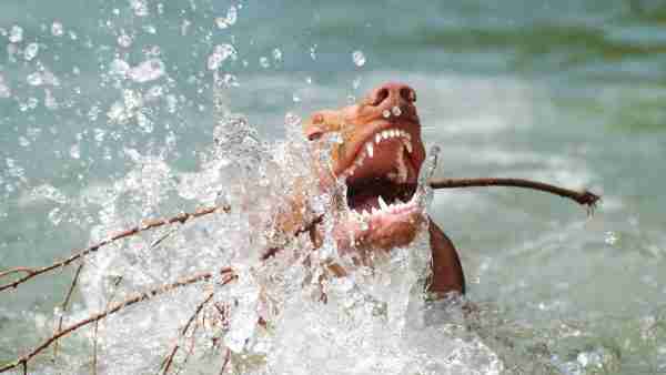 Perro en el agua con palo
