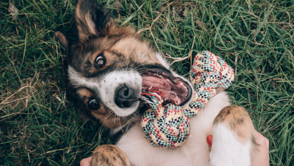 Dog playing with toys