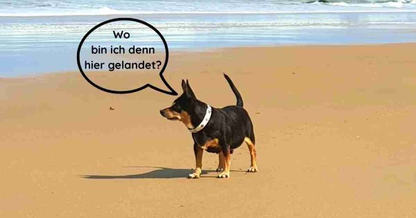 Dog on the beach