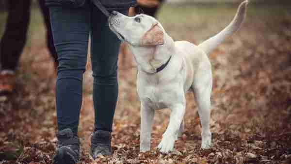 Dog sports: The best sports for you and your dog 1 Dog sports: The best sports for you and your dog