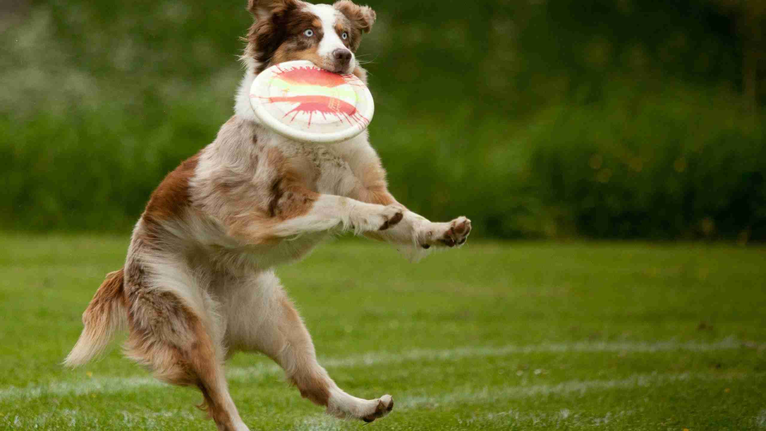 Hundesport: Die besten Sportarten für Deinen Hund und Dich