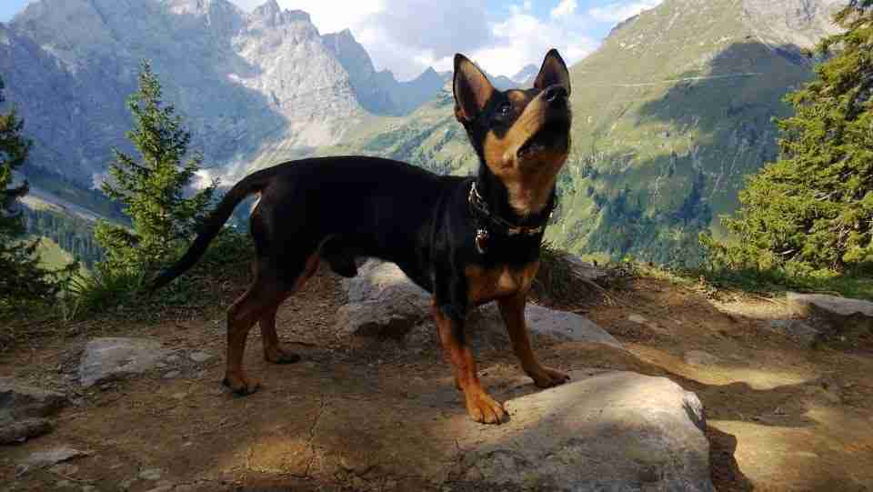 Austria con perro: ¡Guau, qué bonito es esto!